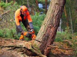 How Our Tree Care Process Works  in Ave Maria, FL